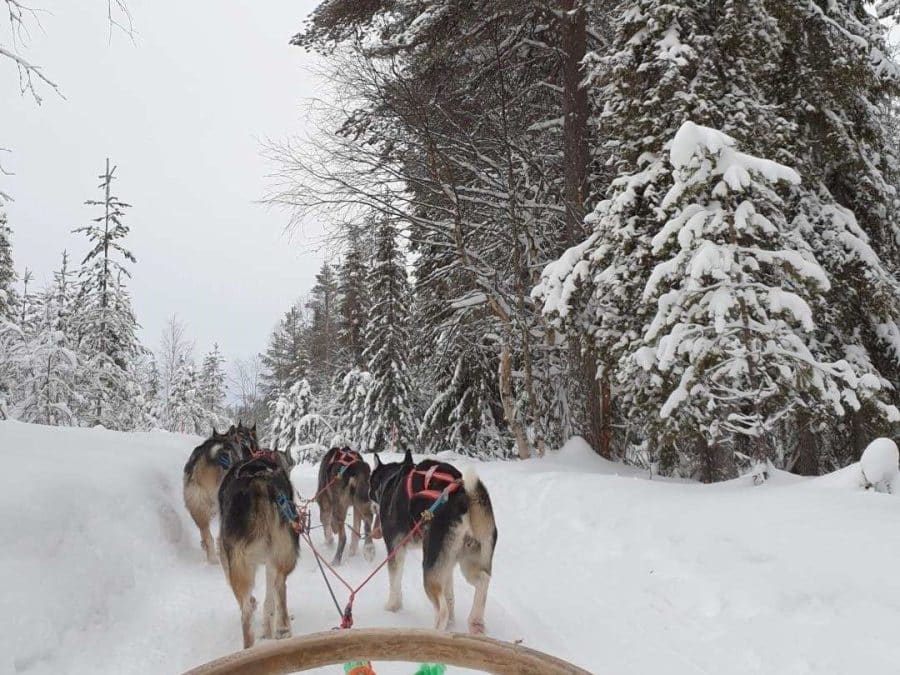 Sfeerimpressie van een onvergetelijke bedrijfsreis naar Fins Lapland